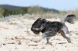 PETIT CHIEN LION 042